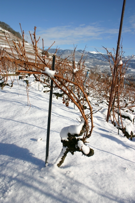 Vignes neige Chardonne - 010